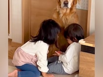 母に近づきたい大型犬→目の前で『女の子と男の子』が遊び始めてしまい…まさかの『優男すぎる対応』が209万再生「眼差しがｗ」「見習いたい」