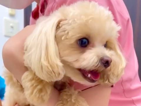 深夜に息を荒げ、震え始めた犬→『心臓病かも』と病院に連れて行ったら…衝撃的な『まさかの診断結果』に132万再生の反響「なんて恐ろしいw」