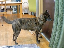 家に『家族じゃない人』が侵入したら、犬はどうするのか検証→吠えるのかと思いきや…『想定外の反応』が22万再生「めちゃくちゃ頭いいな」