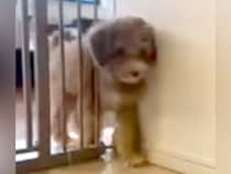 ゲートをすり抜ける子犬→3ヶ月後、体が大きくなり『通れないかな』と思ったら…『予想を裏切る光景』が22万再生「すごいの一言」「見事」