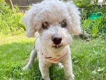 16年一緒にいたおばあちゃんと老犬→『安楽死させてくれ』と病院に持ち込まれ…獣医師による判断と現在に反響「なんて優しいの」「感動した」