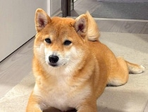 『遊んでほしい』とアピールする犬→おててを見てみると…まさかの『器用すぎるお誘いの仕方』が22万表示「礼儀正しくて草」「健気な誘い方ｗ」