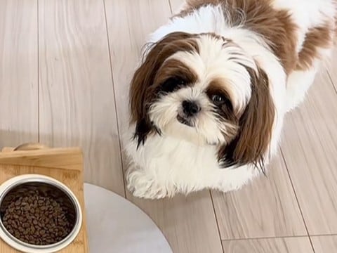 ご飯を食べようとしない犬→心配になり、病院に連れて行った結果…医者に告げられた『まさかの診断名』に反響「おもろすぎw」「愛くるしい」