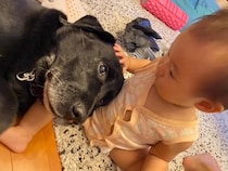 赤ちゃんの近くから離れない大型犬…ずっと見ていたい『1人と1匹の物語』に感動の声「かわいいしかない」「いつまでも仲良しでいて」