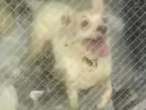 ゴミ屋敷に放置された『ボロボロの老犬』を緊急保護→飼い主との連絡は途絶えて…衝撃の出会いと現在が17万再生「涙が…」「幸せな犬生を」