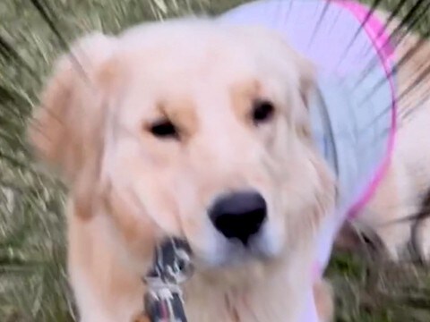 『絶対に家に帰りたくない』と駄々をこねる犬→『お友だちの名前』を言った瞬間…まさかの光景が131万再生「愛の力は偉大」「判断が早いｗ」