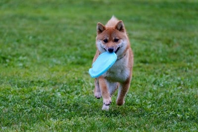 フリスビーをくわえる犬