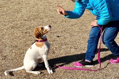指示を見上げる犬