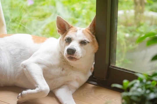犬が『意欲を失う』飼い主の行動5つ　やる気がなくなってしまう理由やモチベーションを高める方法まで