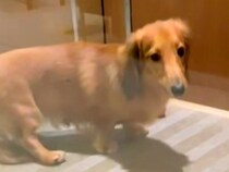 生後８ヶ月半まで売れ残っていた犬→『一緒に帰ろう』と決めた結果…幸せ過ぎる現在の光景が15万再生「会えるのを待っていたんだ」「泣いた」