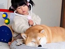 2歳の女の子の遊びに付き合う犬→『病院』という言葉が聞こえた、次の瞬間…可愛すぎる反応が227万表示「耳ギューンｗ」「意志を感じる」