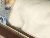 不動産屋で働く『看板犬』→思わず二度見してしまう『まさかの光景』に187万再生の大反響「毎日見たいｗ」「人間やん」「大事にされてる感」