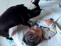 どうしても赤ちゃんと一緒に寝たい犬→そっと隣にやってきて…まさかの『可愛すぎる行動』に反響「すっかりお姉ちゃんだね」「守ってる」