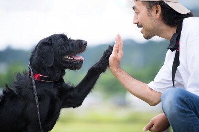 アイコンタクトをとる飼い主と黒い犬