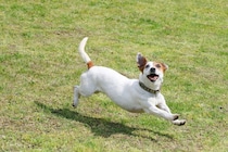 『わんぱくすぎる犬種』5選　やんちゃな性格のワンコにみられる共通点やおとなしくさせるしつけまで解説