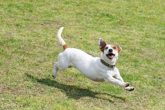 『わんぱくすぎる犬種』5選 やんちゃな性格のワンコにみられる共通点やおとなしくさせるしつけまで解説