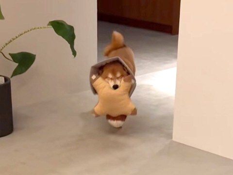 家に帰ると、犬が毎回お出迎えしてくれて…とんでもなく尊い『おかえりなさい』の行動が131万再生「お目目が最高すぎる」「可愛すぎて苦しい」