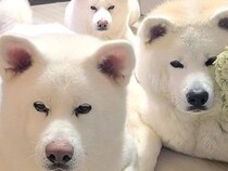 おやつを待つ4頭の秋田犬に『伏せ』をさせた結果→にじり寄ってきて…半端じゃない『圧』が9万表示「目が真剣で可愛い」「ほふく前進ｗｗ」