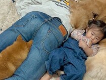 1歳の女の子と2匹の犬→みんな眠たくなってきたら、パパに集まって…まさかの『暖の取り方』が20万再生「寝心地良さそうｗ」「心が洗われた」