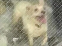 ゴミ屋敷に放置された『ボロボロの老犬』を緊急保護→飼い主との連絡は途絶えて…衝撃の出会いと現在が17万再生「涙が…」「幸せな犬生を」