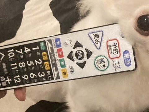 実家に預けられた犬が吠えすぎたので『リモコンで圧をかけた』結果→まさかの表情に10万いいね集まる「ほんと好きww」「いい顔してて草」