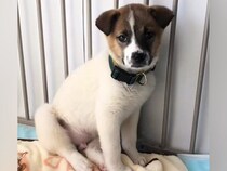 怖がり震えが止まらない『元野犬の赤ちゃん』を引き取った結果…思わず感動する『1年間の記録』が54万再生「泣いた…」「幸せになって」