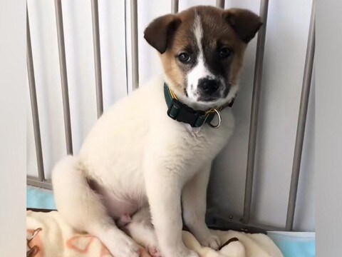 怖がり震えが止まらない『元野犬の赤ちゃん』を引き取った結果…思わず感動する『1年間の記録』が54万再生「泣いた…」「幸せになって」