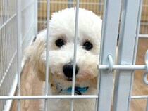 『今週中に繁殖場行き』と値下げされていた犬→直前に飼う決意をし…悲しい物語と現在の光景に反響「涙が出た」「幸せになって」と8万再生