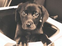 酷い悪臭を放ち、ガリガリだった『6万円の大型犬』を飼った結果…運命的な出会いから7年後の『現在』に反響「愛に溢れてる」「感動しました」