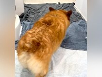 シャワーを浴びた犬→床にタオルを敷いておいたら…賢すぎる『お風呂上がりの行動』が73万再生「一生懸命で可愛い」「本当にお利口さん」と称賛