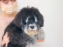 顔が見えないほど『モサモサな犬』をトリミングした結果→想定外な『別犬級のビフォーアフター』が話題「テディベア」「白い眉毛が可愛らしい」