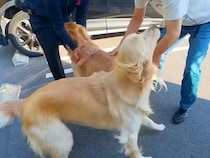 80日ぶりに『大好きな人』と再会した大型犬→全身全霊で見せた『久しぶりのご挨拶』が6万再生「何年も会ってないみたいｗ」「可愛すぎる」