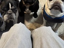 7匹の犬の前で『最後の干し芋』を食べた結果→もはや味がしない『とんでもない圧』をかける光景に反響「圧巻」「えー…って声聞こえるｗ」