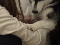 『台所に忍び込んだこと』がお母さんにバレたハスキー犬→子どものような『お説教中の光景』に3万いいね「ピンチで可愛いｗ」「どんまいｗ」