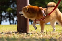 犬が散歩で寄り道しがちな『4つのスポット』　思うように進んでくれない理由やスムーズに歩かせる方法まで