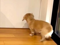 息子２人と『５ヶ月ぶりに再会』した犬→喜びが抑えられなくて…熱烈すぎる『大歓迎』に反響「早送り級のしっぽの振り方ｗ」「たまらない」