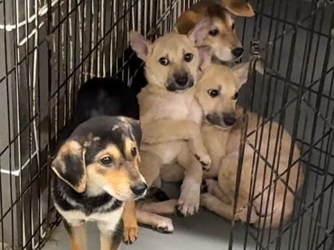 『恐怖に怯えた表情の子犬』を保護→『人間は怖くないんだよ』と教え続けた結果…1ヶ月後の『現在』が12万再生「こんな変わるとは」「幸せに」