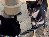 ドッグランに犬を連れていった結果→偶然『似ている犬』を見かけて…衝撃的な『奇跡すぎる展開』が34万再生「涙出そう」「素敵な再会」と絶賛