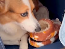 買ったばかりのスリッパを奪う犬→取り返そうとしたら…『まるでコントのようなやり取り』が17万再生「疑ってて草」「うちも片方だけ5個ある」