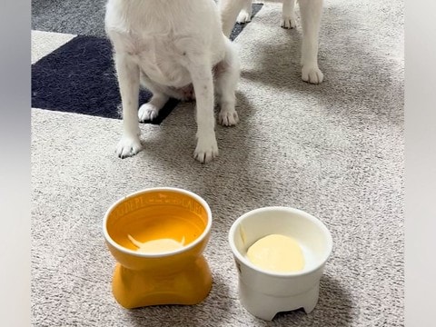 ヨーグルトの前で『待て』をする2匹の犬→『ヨシ』と言っているのに…まさかの光景が49万再生「静止画かな?ww」「くつろぎ出してワロタ」