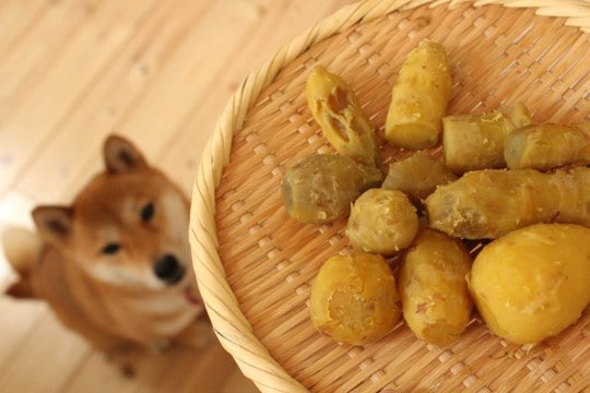 犬の『温活』に欠かせない冬の食材5つ 健康を維持するために知っておくべきこととは?