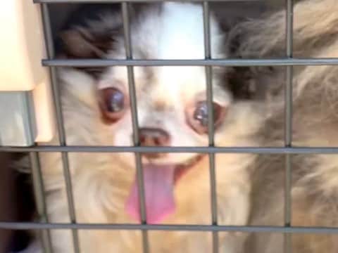 炎天下、外に放置されていた犬たち…涙なくして見れない『保護してからの物語』に「巡り合うべくして巡り合った」「元気に暮らして」と感動の声