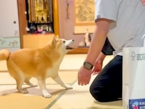 『おばあちゃん犬』がパパと3日ぶりに再会→12歳とは思えない『若返ったような反応』が6万再生「平和すぎて…」「ニコニコしてしまった」