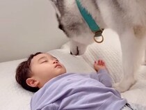 お昼寝中の小さな男の子→大型犬が『起こさないように』と隣にやってきて…あまりにも愛おしい瞬間に反響「尻尾でナデナデ…」「なんて優しい」