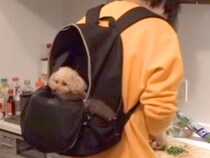 抱っこが大好きな6歳の犬→家事をしている間、バッグに入れてあげると…まるで赤ちゃんのような光景が13万再生「幸せそう」「ホッコリした」