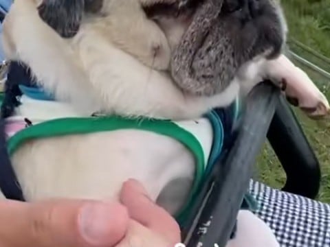 リフトに乗る犬→高いところが怖くて…まるで世界の終わりのような『絶望顔』が75万再生「人間みたいｗ」「生きた心地してなさそうで草」