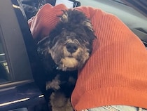 『１週間ぶりに帰国したら…』空港まで迎えに来た大型犬→再会した瞬間、甘えん坊な『おかえりなさい』に反響　子供のような行動に思わずほっこり