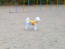 ドッグランでよそ見をしている犬に内緒で『そっと隠れてみた』結果…気付いた瞬間の『尊い反応』が28万表示「お耳が最高」「一生懸命で可愛い」