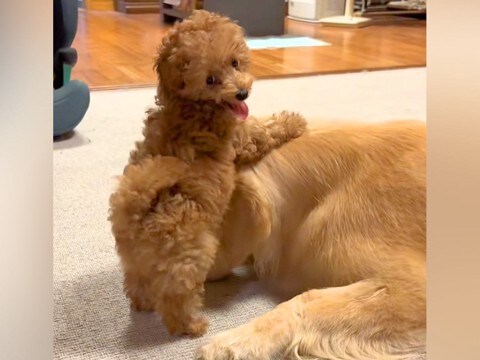 生後60日の赤ちゃん犬と7歳の大型犬→一緒に成長した結果…尊すぎる『90日後の光景』が110万再生「可愛すぎる」「ずっと見ていたい」