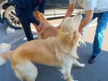 80日ぶりに『大好きな人』と再会した大型犬→全身全霊で見せた『久しぶりのご挨拶』が6万再生「何年も会ってないみたいｗ」「可愛すぎる」